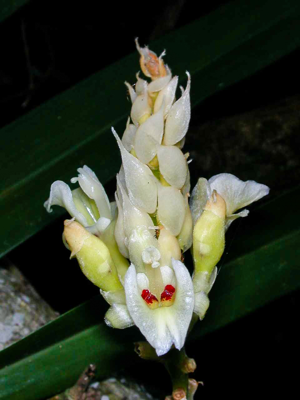 หลาว Alpinia oxymitra K. Schum.<br/>Zingiberaceae